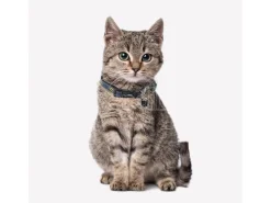 Dc Comics Batman Collare per cane M/L 35-55 cm For Fun Pets Cerdà