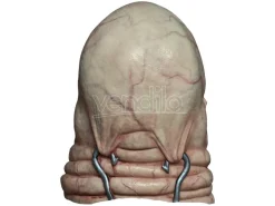 Hellraiser Mask Butterball Trick Or Treat Studios